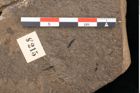 Foto (Detailansicht) von Callitris brongniartii Endl. (NHMW-GEO-2024-0188-8215)